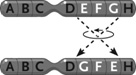   Figure 13.4 The change in the chromosome depicted between the top and the bottom in the accompanying figure represents a(n)  ____. A)  inversion B)  duplication C)  reciprocal translocation D)  deletion E)  Philadelphia chromosome