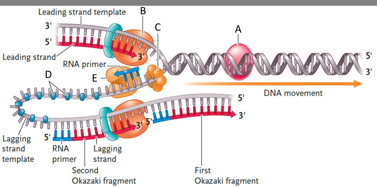 Labeling  Examine the accompanying figure. Match each letter of the figure with the appropriate DNA replication protein or enzyme.      Figure 14.2