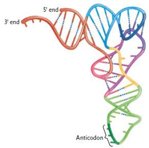   Figure 15.1 The structure in the figure above represents a molecule of ____. A)  pre-mRNA B)  tRNA C)  snRNA D)  mRNA E)  rRNA