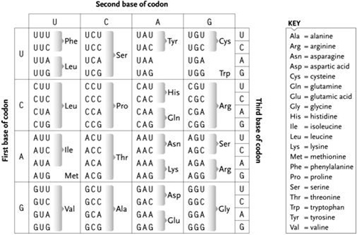   Use the table above for questions  - See the provided genetic code table. A change in a single base pair could cause which missense mutation? A)  glutamic acid to threonine B)  glycine to proline C)  threonine to glutamine D)  glutamic acid to methionine E)  valine to methionine