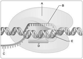 Examine the following figure. Match each letter of the figure with the appropriate structure or protein involved in transcription.      Figure 15.2