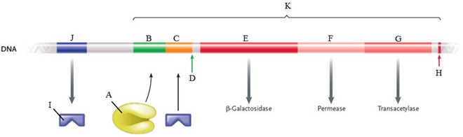 Identify each labeled part in the following illustration of the lac operon.      Figure 16.2 