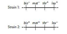   Figure 17.1 Use the accompanying figure. The gene that governs a cell's ability to synthesize biotin from inorganic precursors is labeled   bio .  The designation bio<sup>+</sup>indicates the ____. A)  normal allele B)  mutant allele C)  bacterium is biologically active D)  bacterium is biologically inactive E)  bacterium cannot make its own biotin