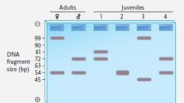   Figure 18.2  - Answer the question using the accompanying figure. The figure shows the alleles present at an STR locus in two adults and four juveniles. Which of the juvenile(s)  could be offspring of the adults? A)  juvenile 2 only B)  juveniles 2 and 3 C)  juveniles 1 and 4 D)  juveniles 2 and 4 E)  juveniles 1, 2, 3, and 4