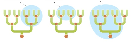   Figure 24.3  -Answer the question using the accompanying figure. In the figure, letter B represents a ____ taxon, which includes ____. A)  monophyletic; an ancestral species and all of its descendants B)  polyphyletic; species from different evolutionary lineages C)  polyphyletic; an ancestral species and all of its descendants D)  paraphyletic; species from different evolutionary lineages E)  paraphyletic; an ancestral species and only some of its descendants