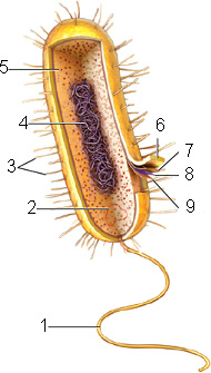   Figure 26.1  -Answer the question using the accompanying figure. Which number identifies a structure that is composed of polysaccharides? A)  1 B)  3 C)  6 D)  7 E)  9