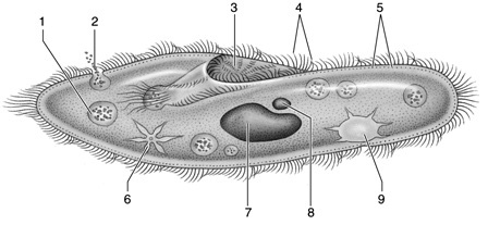   Figure 27.1  -Answer the question using the accompanying figure. The structures labeled  5  are ____. A)  trichocysts B)  micronuclei C)  flagella D)  pili E)  gullet