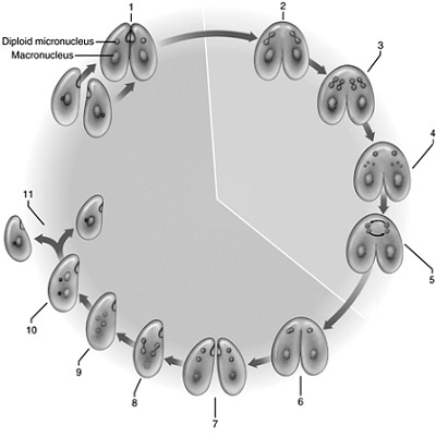   Figure 27.2  -Answer the question using the accompanying figure. What is occurring in step 11? A)  cytoplasmic division B)  fusion C)  fertilization D)  the first meiotic division E)  the second meiotic division