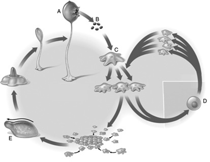   Figure 27.3  -Answer the question using the accompanying figure. The structure labeled  E  is formed ____. A)  under favorable conditions B)  under unfavorable conditions C)  by mitosis D)  by meiosis E)  by fusion of individual cells