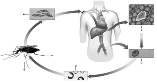   Figure 27.4  -Answer the question using the accompanying figure. Label B illustrates Plasmodium infection of the ____. A)  kidney B)  liver C)  gall bladder D)  stomach E)  lung