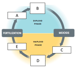 Answer the questions using the accompanying figure. Examine the overview of alternation of generations in plants. Match each letter with the part of the plant life cycle it represents.      Figure 28.1 