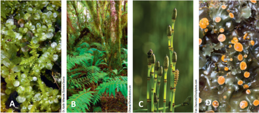 Answer the questions using the accompanying figure. Examine the images of seedless plants and match each letter to the appropriate name.      Figure 28.2