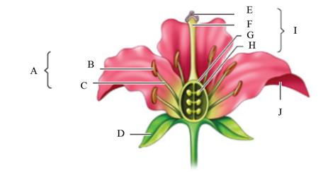 Answer the questions using the accompanying figure. Examine the parts of a flower. Match each letter with the floral part it represents.      Figure 29.1 