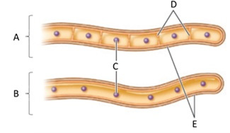 Answer the questions using the accompanying figure. Examine the fungal hyphae structures. Match each letter with the form or part represents.      Figure 30.1 
