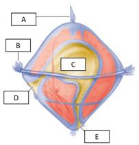 Examine the parts of a trochophore larva. Match each letter with the structure it represents.      Figure 31.1