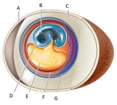 Answer the questions using the accompanying figure. Match the structures in the amniote egg with the correct term.      Figure 32.23