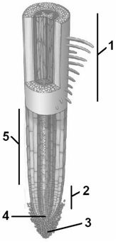   Figure 33.1 -Answer the question using the accompanying figure. In the diagram of a root tip, the structure labeled  3  is the ____. A)  quiescent center B)  zone of cell division C)  zone of elongation D)  root cap E)  zone of maturation