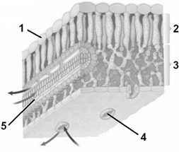   Figure 33.2  -Answer the question using the accompanying figure. In the internal leaf structure, the structure labeled  3  is ____. A)  a vascular bundle B)  spongy mesophyll C)  epidermis D)  a stoma E)  palisade mesophyll