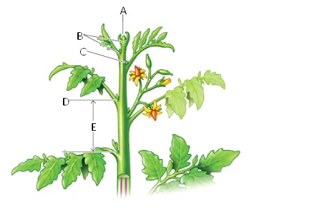    Figure 33.3  Answer the questions using the accompanying figure. Match each labeled structure in the diagram with the appropriate term.