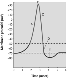   Figure 39.1 -Answer the question using the accompanying figure. At which point in this action potential diagram does the onset of Na<sup>+</sup>channel inactivation stop the inward flow of Na<sup>+</sup>? A)  A B)  B C)  C D)  D E)  E