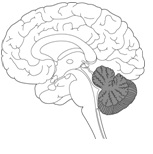 Answer the question using the accompanying figure. Identify the developmental brain region that gives rise to the shaded region in this image.   A)  hindbrain B)  midbrain C)  telencephalon D)  medulla E)  forebrain