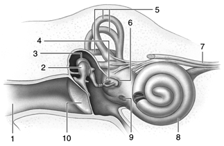   Figure 41.9  -Answer the question using the accompanying figure. Which number identifies the structure that vibrates and DIRECTLY creates the pressure waves in the cochlear fluid? A)  1 B)  2 C)  3 D)  4 E)  5