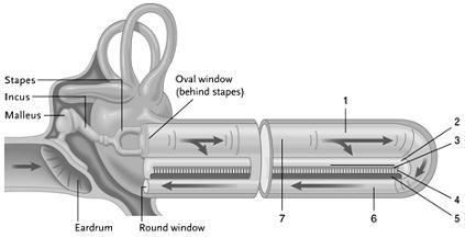   Figure 41.9 -Answer the question using the accompanying figure. Which label identifies the sensory hair cells? A)  1 B)  2 C)  4 D)  5 E)  6
