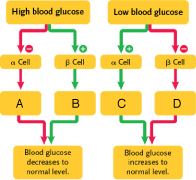   Figure 42.11  -Answer the question using the accompanying figure. In type 1 diabetes, the box(es)  labeled ____ malfunctions. A)  A B)  B C)  C D)  A and C E)  B and D