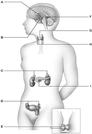 Answer the question using the accompanying figure. Identify the endocrine glands in the figure. Answers may be used more than once.      Figure 42.6 