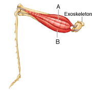   Figure 43.9  -Answer the question using the accompanying figure. The muscle indicated by the letter 'B' is analogous to the ____ muscle in a human. A)  calf B)  deltoid C)  biceps D)  tongue E)  triceps