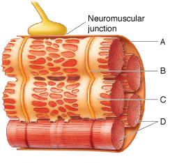   Figure 43.3  -Answer the question using the accompanying figure. The structure labeled  C  is a modified form of the ____. A)  Golgi apparatus B)  plasma membrane C)  rough endoplasmic reticulum D)  smooth endoplasmic reticulum E)  nuclear membrane
