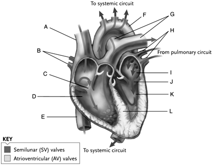    Figure 44.1  Use the accompanying figure and list of structures below to label the diagram of the human heart.