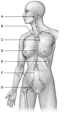    Figure 44.2  Use the accompanying figure to label these important structures of the lymphatic system. Not all choices will be used.