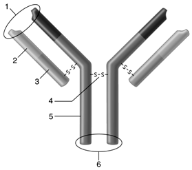   Figure 45.1 -Answer the question using the accompanying figure. If an antibody serves as a B-cell receptor, it will bind to the host cell membrane via region number____. A)  1 B)  2 C)  3 D)  4 E)  6