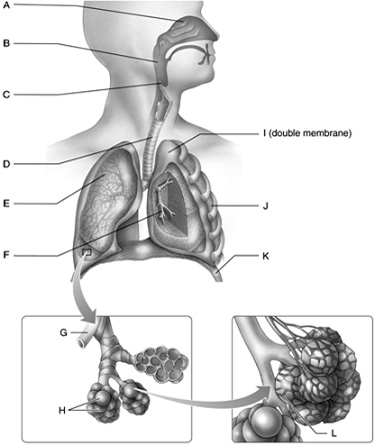 Answer the questions using the accompanying figure. Match the appropriate part of the human respiratory system with its correct label. Not all letters will be used.      Figure 46.1 