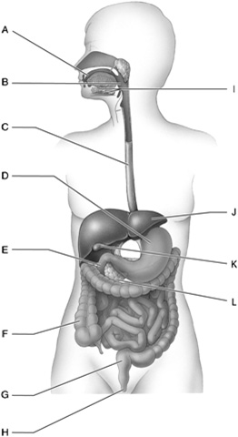    Figure 47.1  Answer the questions using the accompanying figure. Use the following terms to label the diagram.
