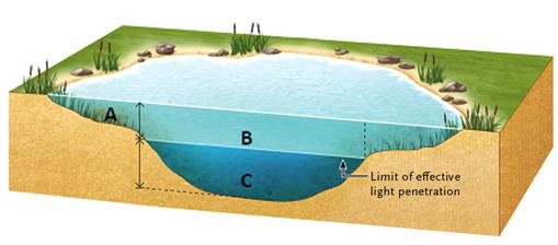   - Answer the question using the accompanying figure. Which lake zone(s)  support(s)  detritivores and decomposers, but not photosynthesizers? A)  A only B)  B only C)  C only D)  A and B E)  B and C