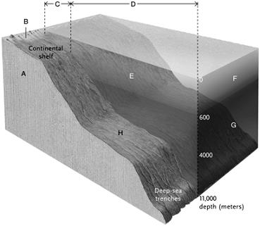   -Answer the question using the accompanying figure. The oceanic zone is represented by letter ____. A)  A B)  B C)  C D)  D E)  E