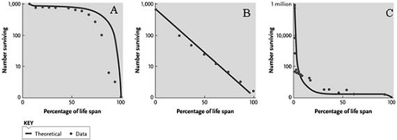    -Answer the question using the accompanying figure. A species with a relatively constant rate of mortality in all age classes would most likely exhibit which survivorship curve? A)  Type I, which is graph A B)  Type II, which is graph B C)  Type I, which is graph C D)  Type III, which is graph C E)  Type III, which is graph A