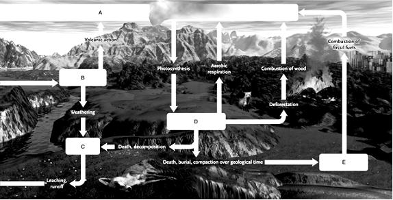 Answer the question using the accompanying figure. Match the appropriate terms to the boxes in the following image.      Figure 54.12 