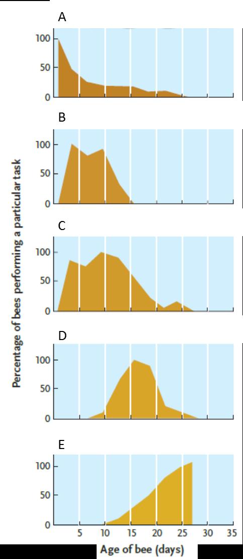    -Answer the question using the accompanying figure. Which graph represents the age span of worker bees primarily involved in packing pollen? A)  A B)  B C)  C D)  D E)  E
