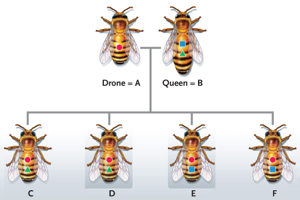   Figure 56.29 -Answer the question using the accompanying figure. Bees C and D ____. A)  had a different father than bees E and F B)  had a different mother than bees E and F C)  inherited different alleles than bees E and F from their mother D)  inherited different alleles than bees E and F from their father E)  are haploid drones, while bees E and F are diploid female workers