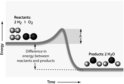   In the figure above, the amount of energy symbolized by the line  A  would be the ____. A) reactant energy B) product energy C) cofactor energy D) activation energy E) intermediate energy