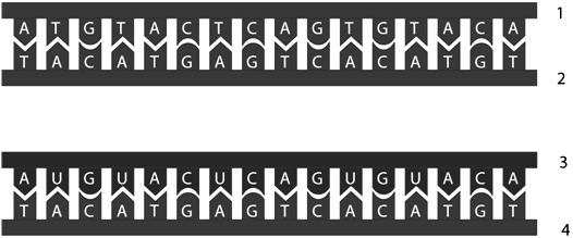     In this representation of transcription, strand # ____ is ____ because it ____. A) 2; RNA; is double-stranded B) 3; RNA; contains uracil C) 2; RNA; contains thymine D) 2; RNA; has no uracil E) 3; DNA; contains adenine