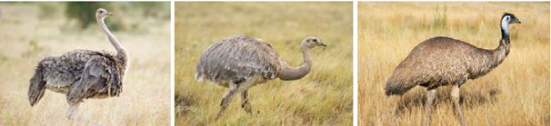 The study of the body structures of the ostrich, emu and rhea shown here is an example of  ____.   A) morphological divergence B) comparative morphology C) anatomical convergence D) biogeography E) radiometric dating