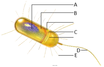 Label the figure below showing a generalized prokaryotic cell.     