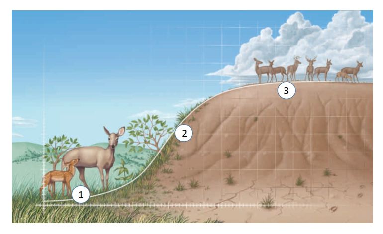    During phase  2  in the figure above, the growth is ____ as long as resources are plentiful. A) logical B) logistical C) arithmetic D) exponential E) analytical