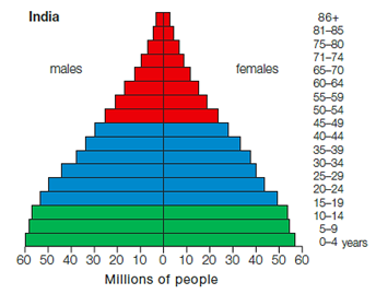     From this age structure diagram for India, it is likely that India's population will ____. A) crash B) have a larger proportion of older individuals C) remain stable D) decrease E) increase