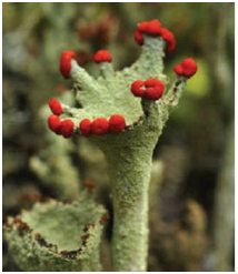The lichen shown here is an example of ____.   A) competition B) parasitism C) predation D) commensalism E) mutualism