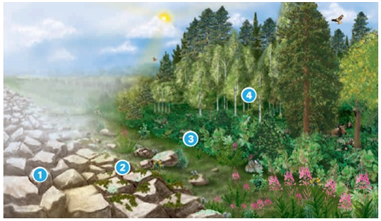 This image shows an area in which a glacier has melted. What is indicated by the number  2 ?   A) competition for food resources B) resource partitioning between two competing species C) emergence of climax species D) colonization by pioneer species E) secondary succession